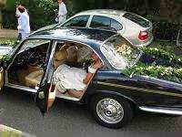 jaguar sans fleurs